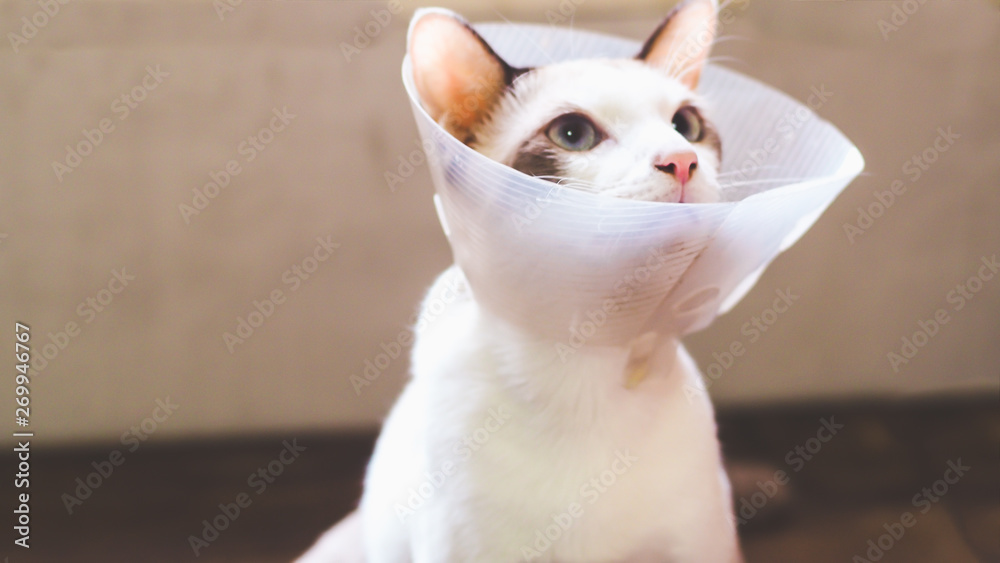 Cat with collar, cat after surgery, painful pets, Collar Cone Translucent Recovery Plastic Protective Collar Anti-Bite Lick Wound Healing Safe Comfort Protection Cat Comfy Cone Neck Collar Cover