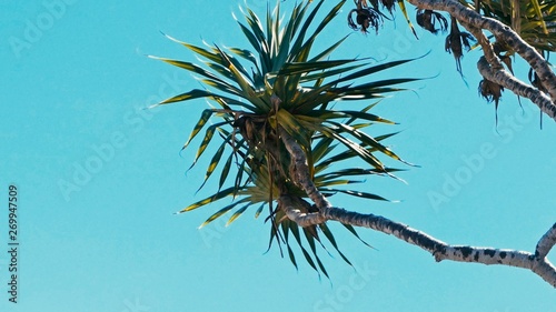 pandanus palm tree alias screw pine leaf and branch in windy weather at a tropical sea ocean shore photo