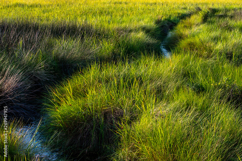 field of green fresh grass