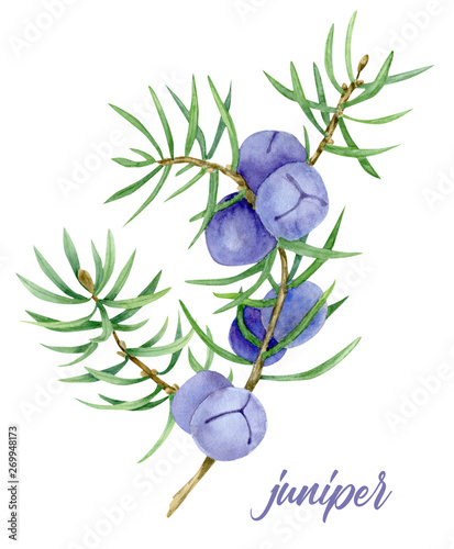 Tableau sur toile illustration of juniper berry on branch