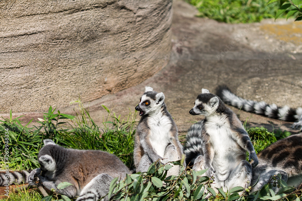 Fototapeta premium lemur