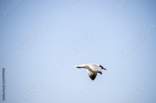 seagull in flight on clear sky background