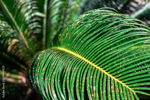 green leaf of a palm tree