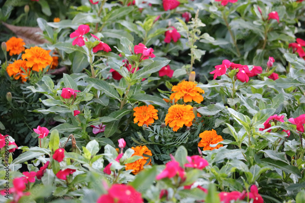 red flowers in the garden