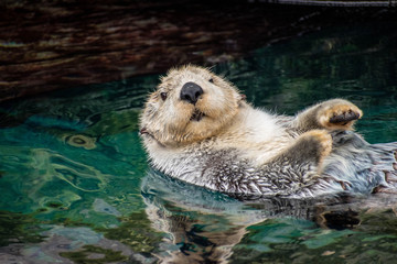 Ingelijste posters Wilde dieren Zeeotter in water bij Lissabon  © Haplo