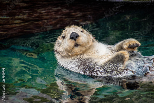 Fototapeta Naklejka Na Ścianę i Meble -  sea ​​otter, Lisboa, March 2019