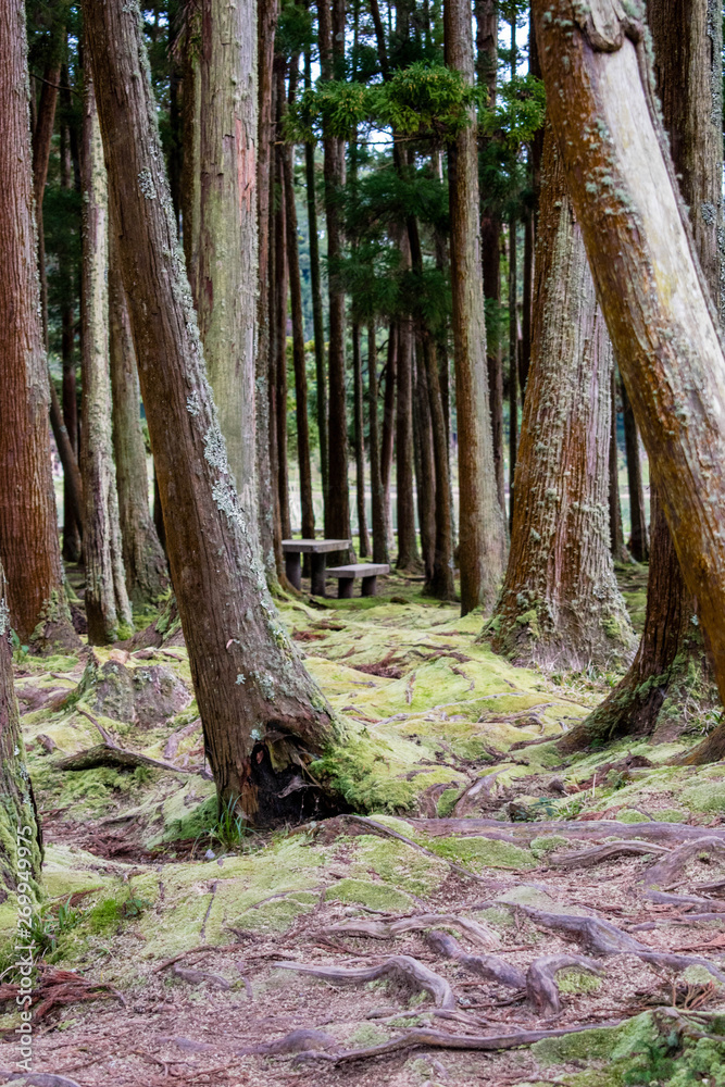 Obraz premium trees nearby lake furnas ,azores