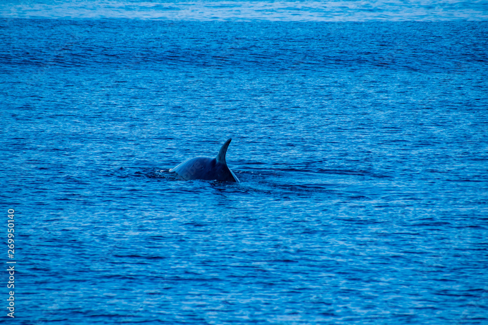 Fototapeta premium Whale watching,Azores 2019,near Ponta Delgada