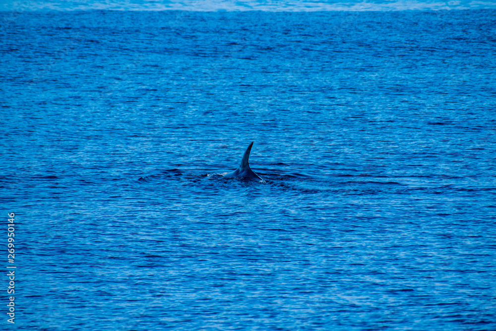 Fototapeta premium Whale watching,Azores 2019,near Ponta Delgada