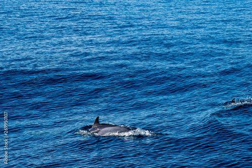 dolphin watching   Azores 2019  near Ponta Delgada 