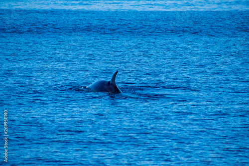 Whale watching,Azores 2019,near Ponta Delgada