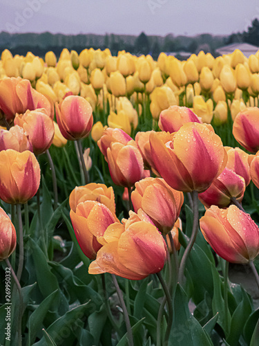 spring tulips bloom in large group in spring