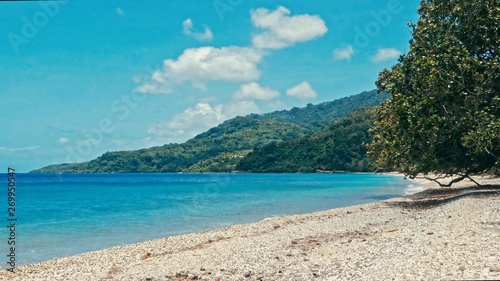 pristine sea ocean shore beach with tropical trees and deep blue azure water with a branch hanging above