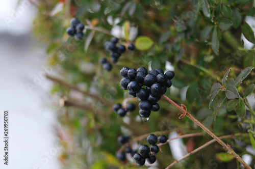 black berries at a privet hedge