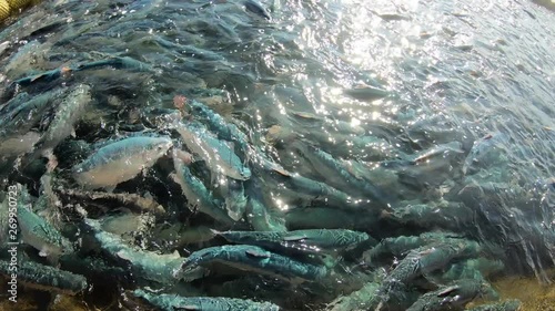 Salmon surface fish farm close shot photo