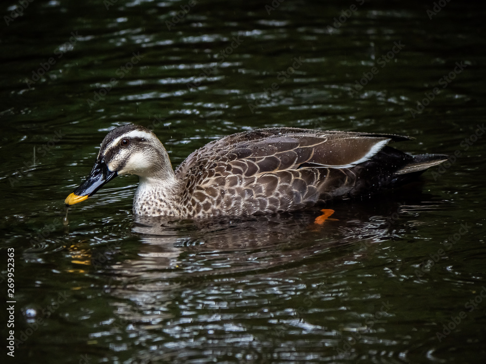 Fototapeta premium Spot billed duck in the rain 6