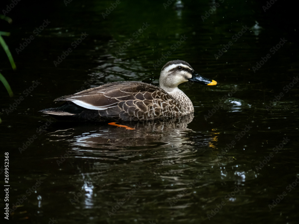 Spot billed duck in the rain 4
