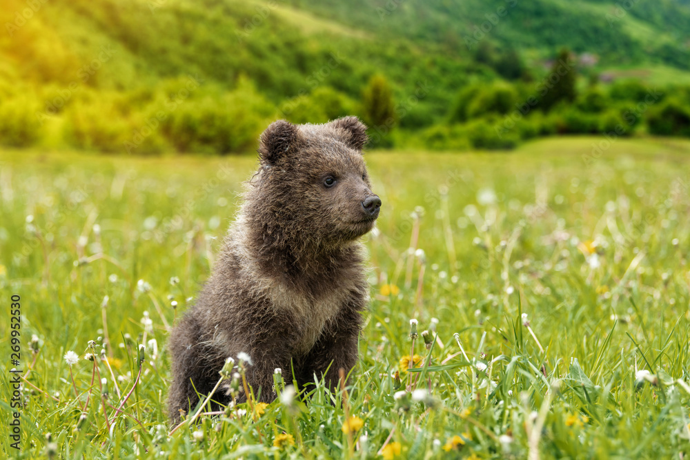 Naklejka premium Brown bear cub playing on the summer field