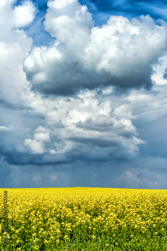 Obraz premium Spring flower field and blue sky