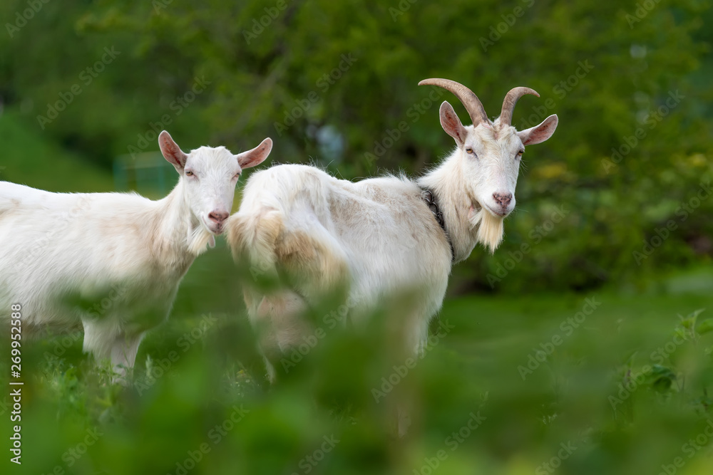 Two white goat standing on green grass Two white goat standing on green grass