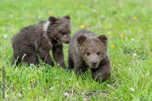 Two brown bear cub playing on the summer field