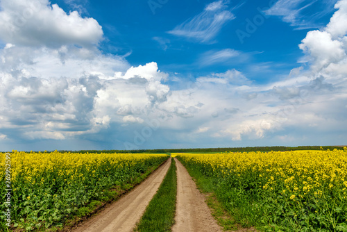 Fototapeta Naklejka Na Ścianę i Meble -  Road in rield of yellow rapeseed against and blue sky