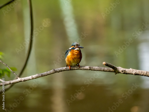 Common Kingfisher perched in a tree 12