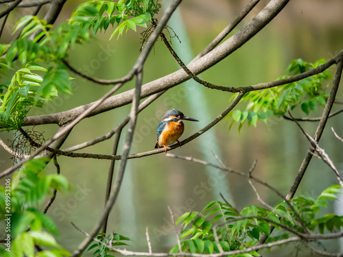 Common Kingfisher perched in a tree 10