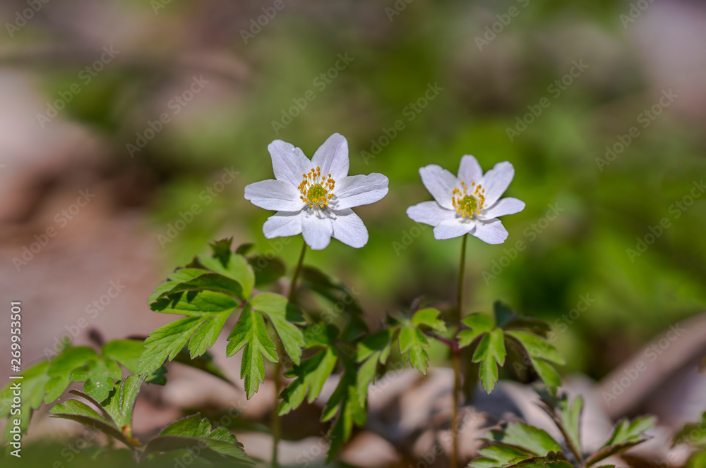 grove wind flower in the green season forest grove wind flower in the green season forest