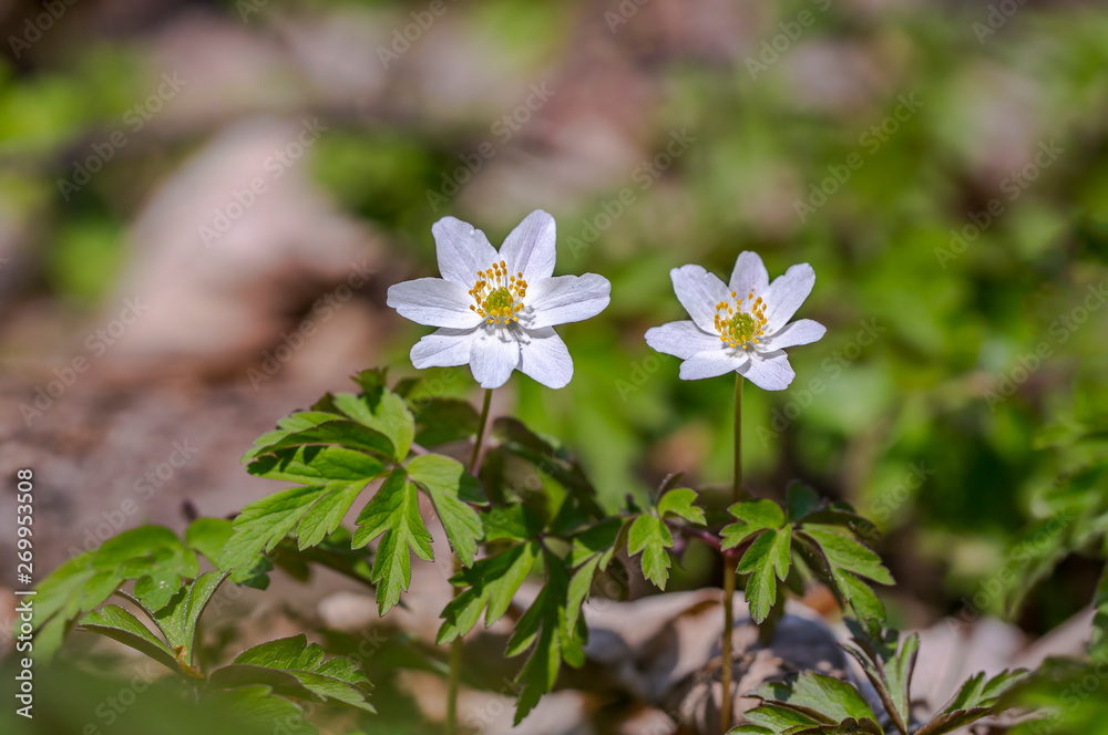 grove wind flower in the green season forest grove wind flower in the green season forest