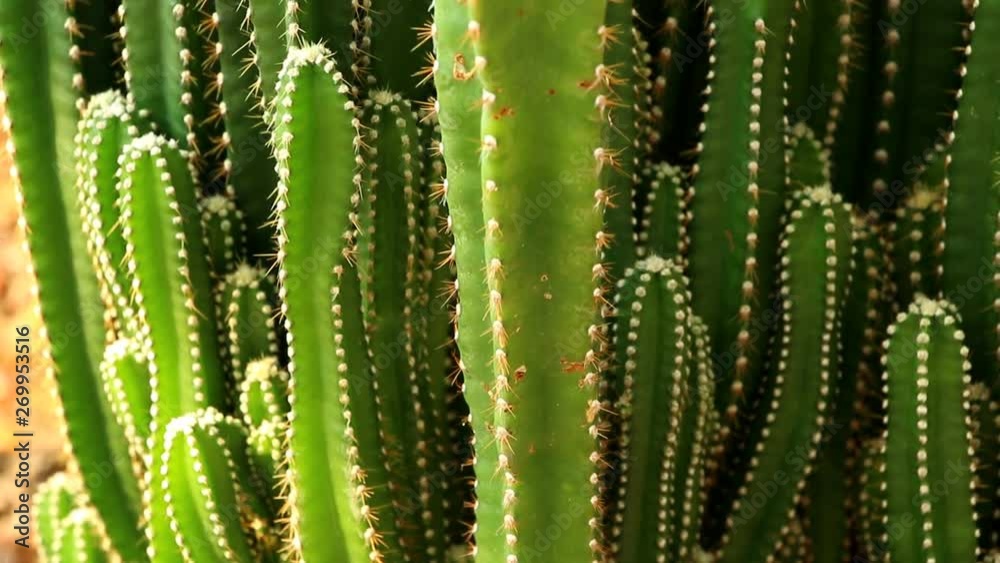 Beautiful succulent in the garden , Chiangmai Thailand Beautiful succulent in the garden , Chiangmai Thailand