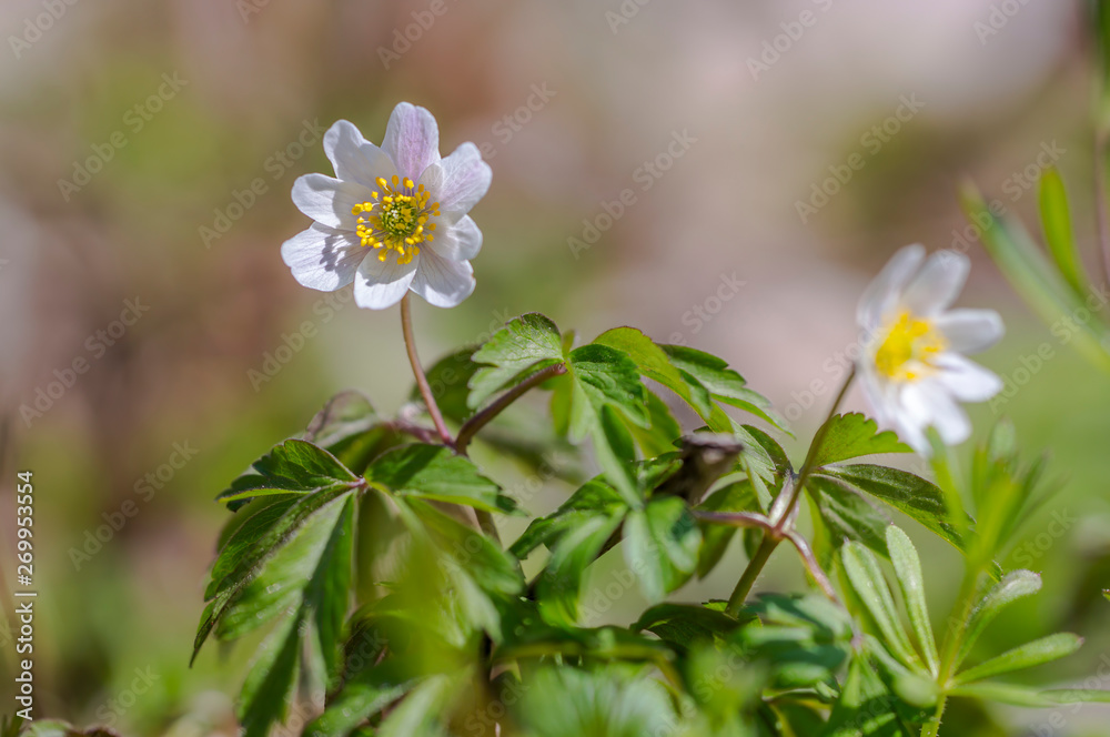 grove wind flower in the green season forest grove wind flower in the green season forest