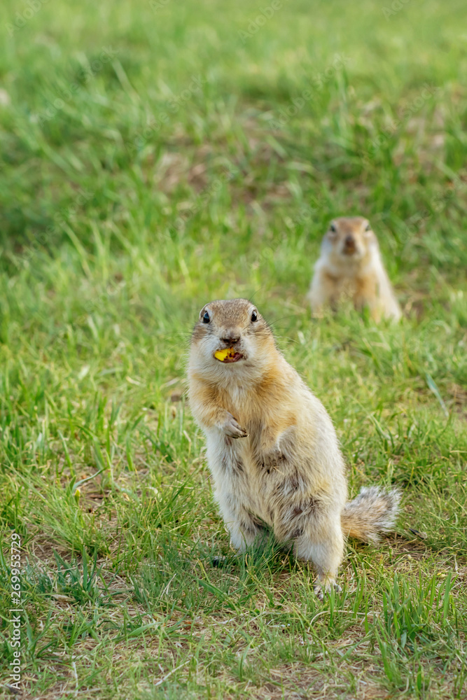 two small gopher agreedthat on a summer solar meadow two small gopher agreedthat on a summer solar meadow