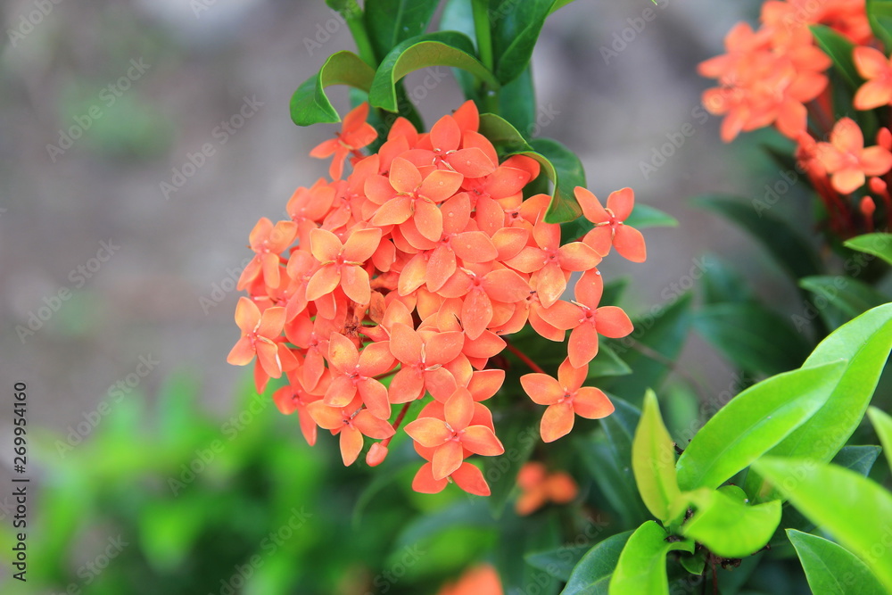 Orange Ixora flower in a garden. Orange spike flower. Tropical flowers.for Teachers' Day. Orange Ixora flower in a garden. Orange spike flower. Tropical flowers.for Teachers' Day.