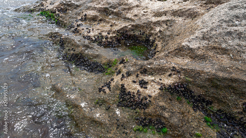 Boulder overgrown with sea mussels