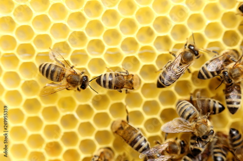 Bienen folgen auf der Wabe
