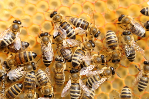 Bienen beim Einbringen des Nektars