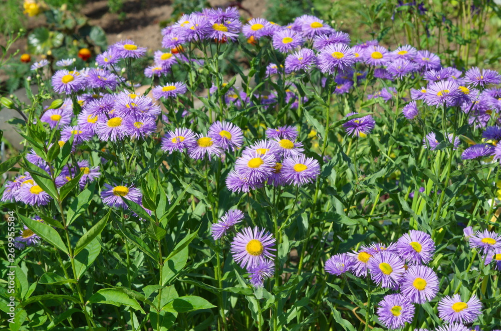 Flowering Erigeron flowers in the summer garden Flowering Erigeron flowers in the summer garden