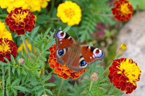 Peacock butterfly Aglais io (Inachis io) on the Tagetes flower