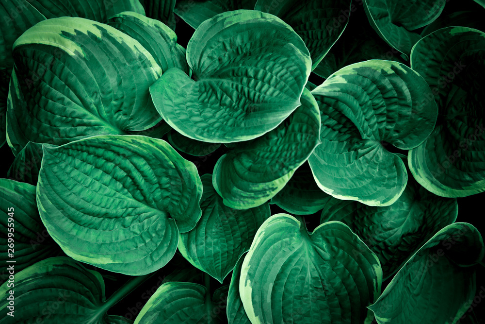 Obraz premium Green plant background.