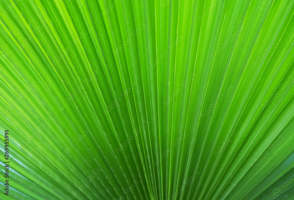 Background of a Big tropical jungle leaves Background of a Big tropical jungle leaves