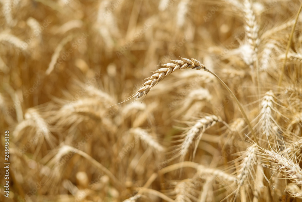 Fototapeta premium Wheat field. Ears of golden wheat close up.