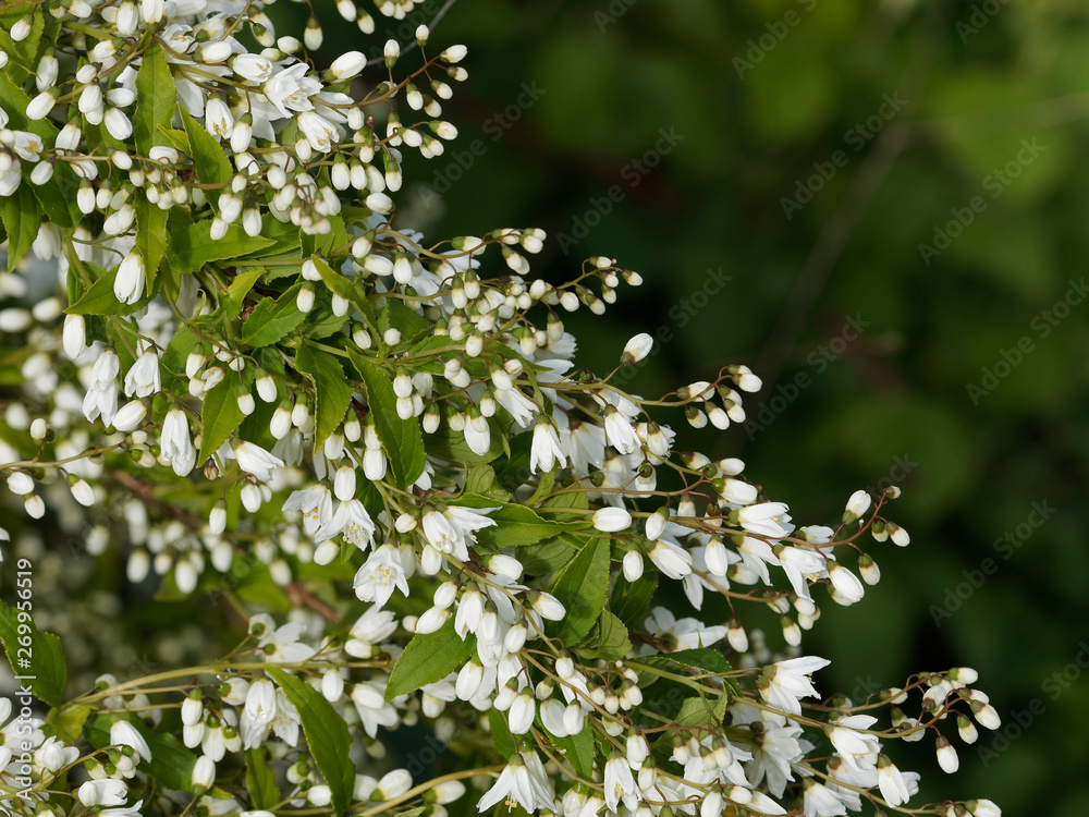 Floraison printanière du Deutzie ou deutzia grêle (Deutzia gracilis