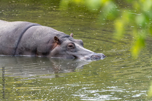 Bathing hippo