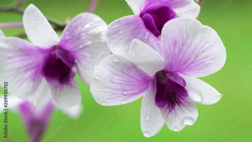 Close Up beautiful White and purple orchid flower blooming in the garden, Nature Background Close Up beautiful White and purple orchid flower blooming in the garden, Nature Background