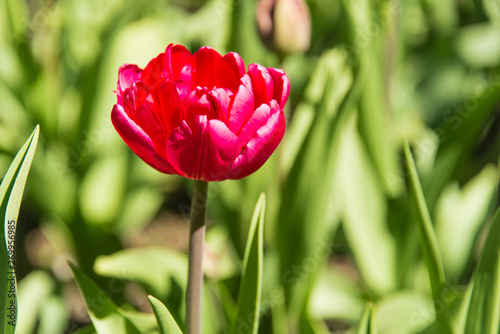 Tulip Festival photo