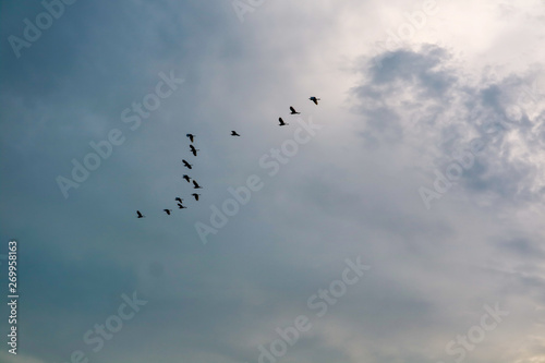 egret group flying to home on white blue sky soft cloud