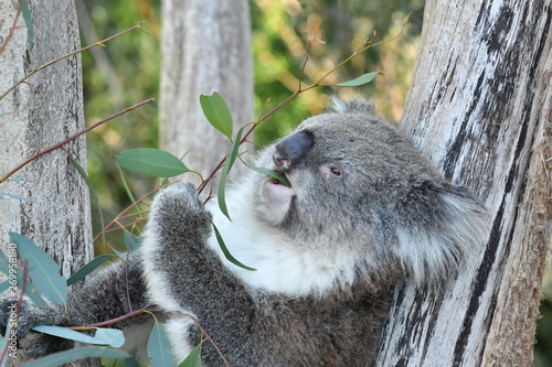 Canvas Print Koala eating eucalyptus leaves