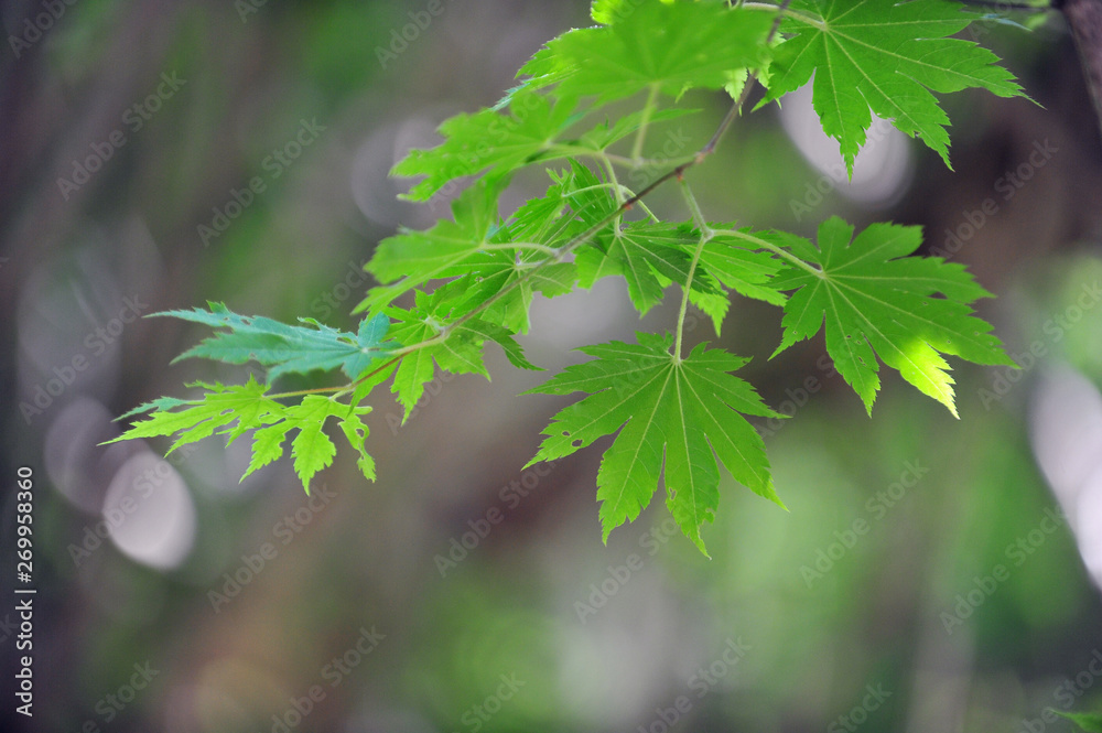 Fototapeta premium Fresh Green Spring Leaves 