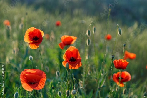 Beautiful red poppy flowers on a dark vegetative background.